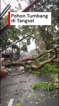 Video: Hujan Angin, Sejumlah Pohon di Jombang Tangsel Tumbang