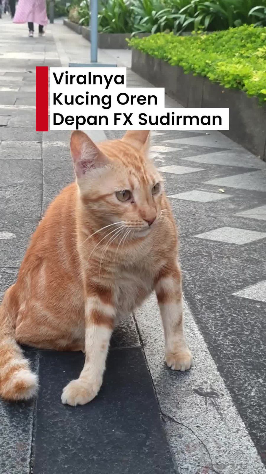 Video: Ketemu Kucing Oren Viral di Depan FX Sudirman!  