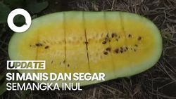 Video: Cita Rasa Semangka Inul Hasil Budidaya Petani di Lumajang