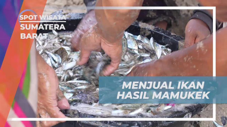 Menjual Ikan Hasil Mamukek dan Berbagi Bersama Warga Setempat di Sumatera Barat Menjual Ikan Hasil Mamukek dan Berbagi Bersama Warga Setempat di Sumatera Barat