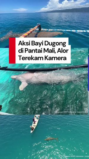 Video: Momen Langka Aksi Bayi Dugong di Pantai Mali Alor Terekam Kamera