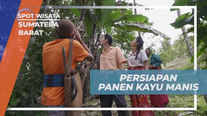 Bersiap untuk Panen Kayu Manis yang Mengharukan di Sumatera Barat