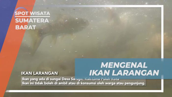 Mengenal Ikan Larangan yang Dihormati di Sumatera Barat