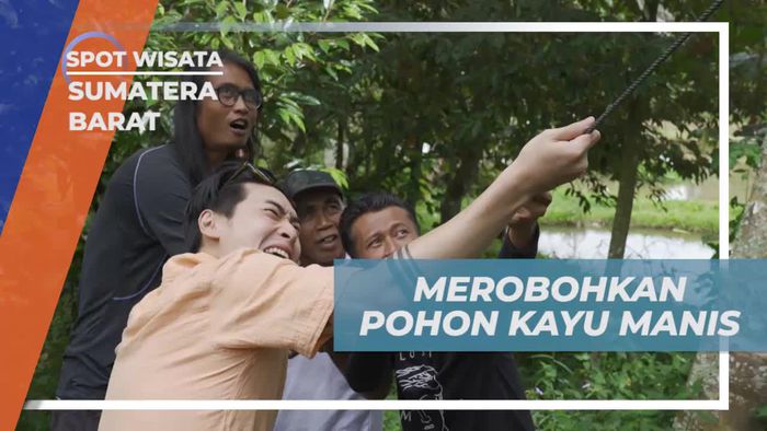 Merobohkan Pohon Kayu Manis dengan Antusiasme di Sumatera Barat