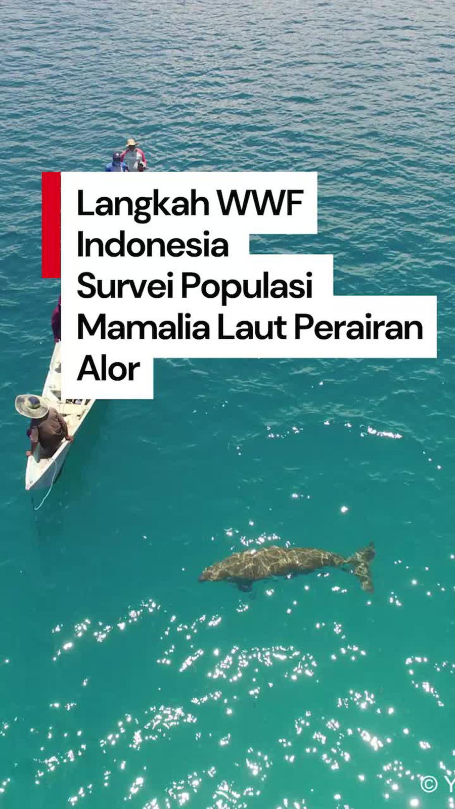 Video: Rencana WWF Indonesia Riset Populasi Dugong di Perairan Alor Video: Rencana WWF Indonesia Riset Populasi Dugong di Perairan Alor