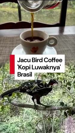 Video: Mirip Kopi Luwak, Ini Jacu Bird Coffee dari Brasil