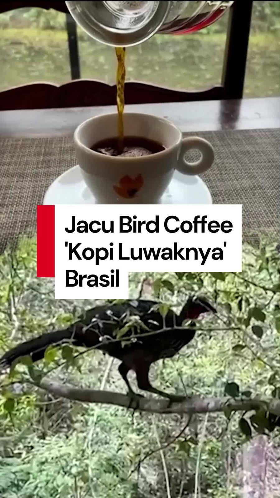 Video: Mirip Kopi Luwak, Ini Jacu Bird Coffee dari Brasil