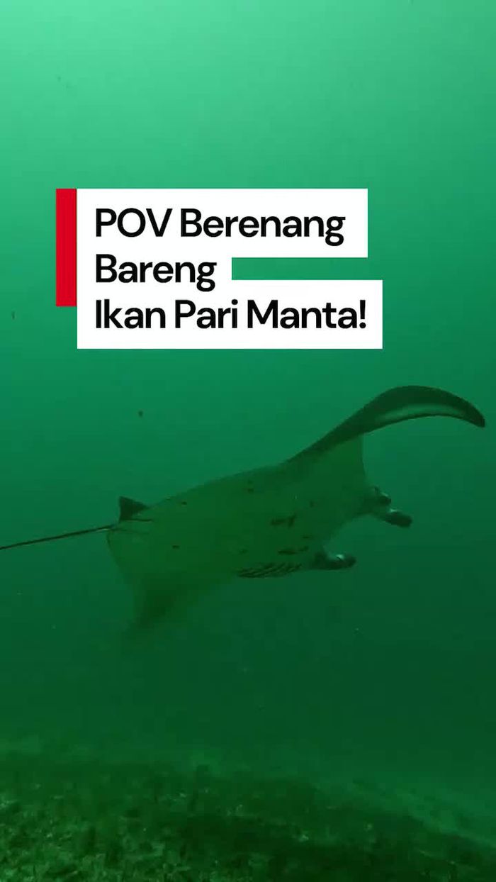 Video: Berenang Bareng Ikan Pari Manta di TN Komodo