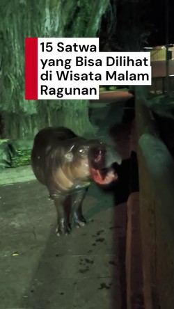 Video: Wisata Malam Ragunan Resmi Dibuka, Ini Satwa yang Bisa Dilihat