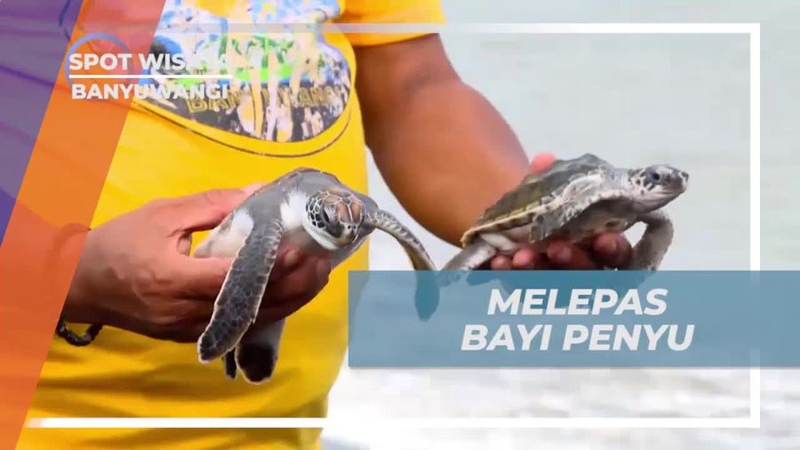 Lepaskan Tukik ke Laut di Pantai Cemara dengan Penuh Harapan di Banyuwangi