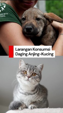  Video: Pramono Bakal Buat Pergub Larangan Konsumsi Daging Anjing-Kucing