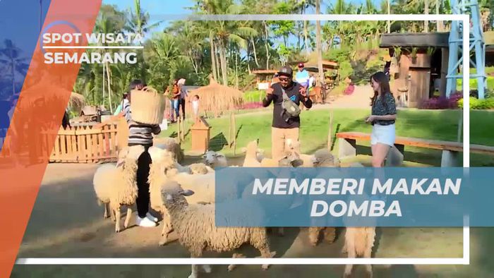 Tantang Diri Memberi Makan Domba di Cimory On The Valley Semarang
