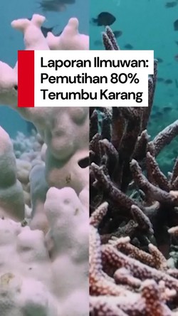 Video Laporan Ilmuwan: 80% Terumbu Karang Tropis Dunia Mati