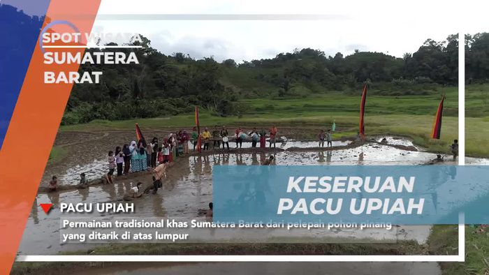 Rasakan Kegembiraan Saat Bermain Pacu Upiah Di Atas Lumpur di Sumatera Barat