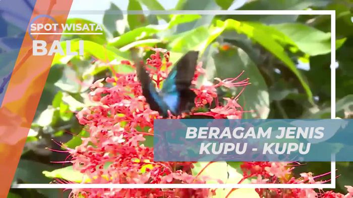 Melepaskan Kupu-Kupu di Butterfly Dome yang Menakjubkan di Bali