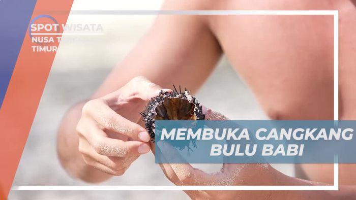 Membersihkan dan Membuka Cangkang Bulu Babi untuk Dinasihatkan di Nusa Tenggara Timur