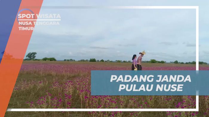 Menjelajahi Keindahan Padang Bunga Ungu di Pulau Nuse, Nusa Tenggara Timur