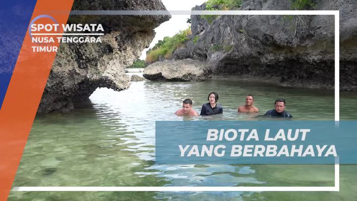 Bersikap Waspada Saat Berinteraksi dengan Biota Laut Berbahaya di Nusa Tenggara Timur