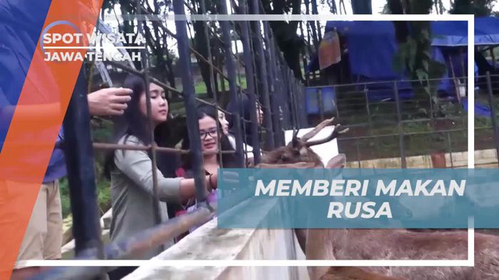 Memberi Makan Rusa yang Menggemaskan di Jawa Tengah