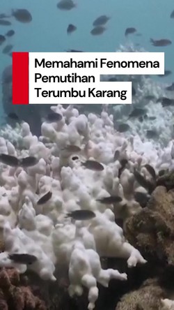 Video: Kenapa Terumbu Karang Bisa Memutih dan Apa Dampaknya?