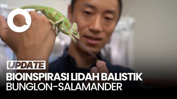 Video Inspirasi Teknologi dari Lidah Balistik Bunglon-Salamander