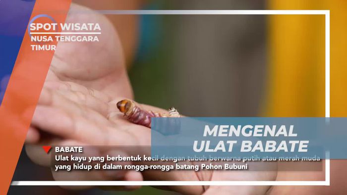 Mengenal Ulat Babate: Si Makanan Khas Nusa Tenggara Timur