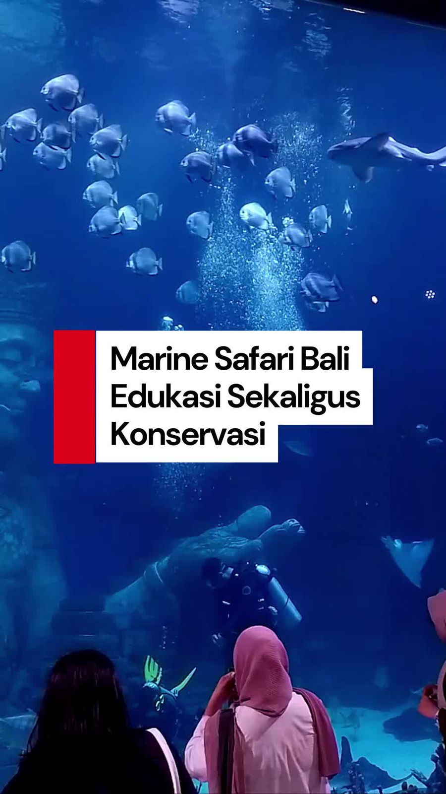 Video Marine Safari Bali: Tempat Healing Sekaligus Belajar