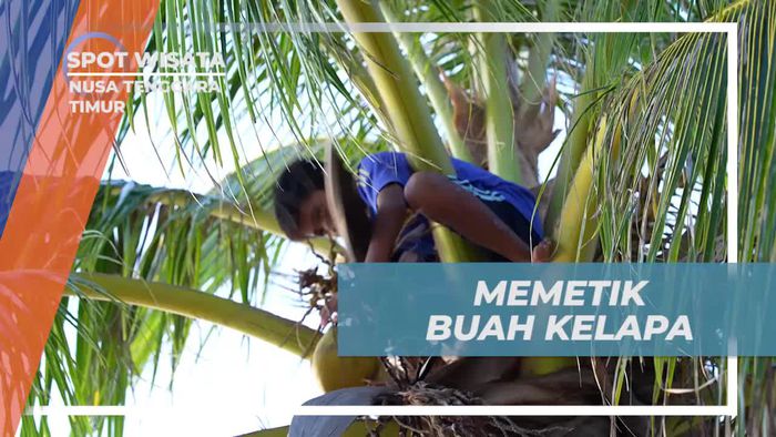 Serunya Memetik Buah Kelapa Bersama Anak-Anak di Nusa Tenggara Timur