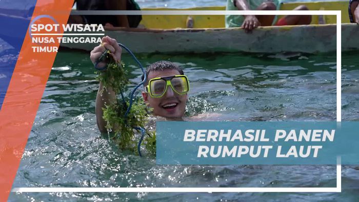 Panen Seru Rumput Laut Bersama Selebriti di Nusa Tenggara Timur