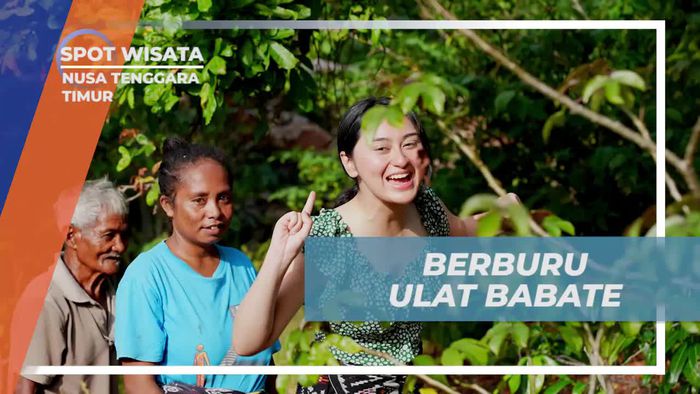 Berburu Ulat Babate: Petualangan Seru Selebriti di Nusa Tenggara Timur