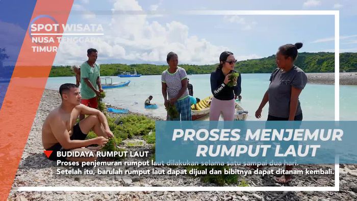 Menjemur Rumput Laut: Kerja Sama Selebriti dan Warga di Nusa Tenggara Timur