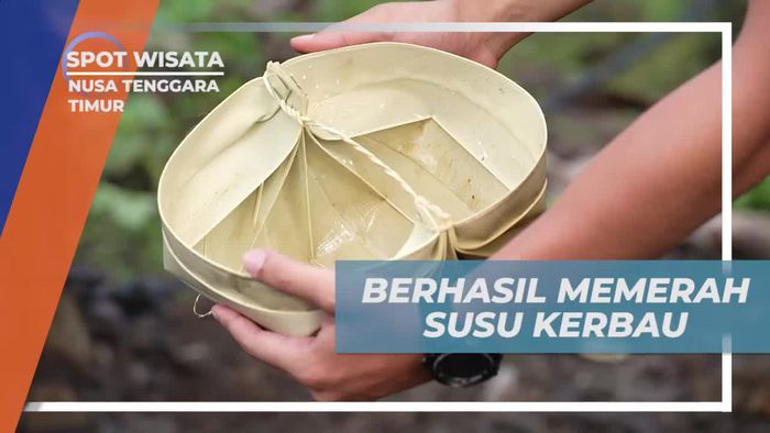 Sukses Memerah Susu Kerbau dan Mengolahnya Menjadi Hidangan di Nusa Tenggara Timur