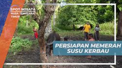 Mempersiapkan Diri untuk Memerah Susu Kerbau di Nusa Tenggara Timur