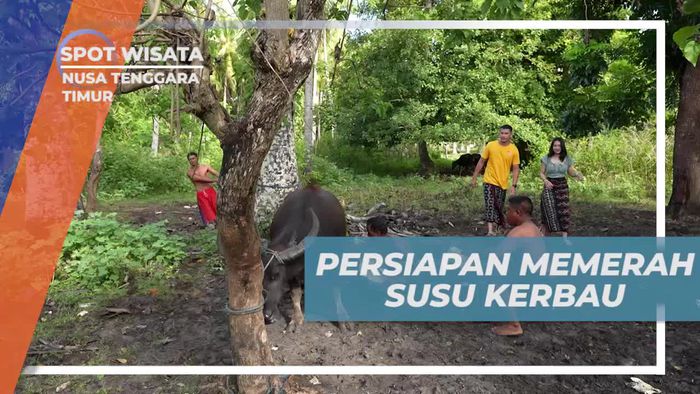 Mempersiapkan Diri untuk Memerah Susu Kerbau di Nusa Tenggara Timur