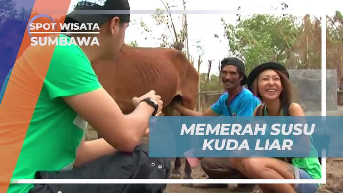 Mencoba Memerah Susu Kuda Liar di Sumbawa