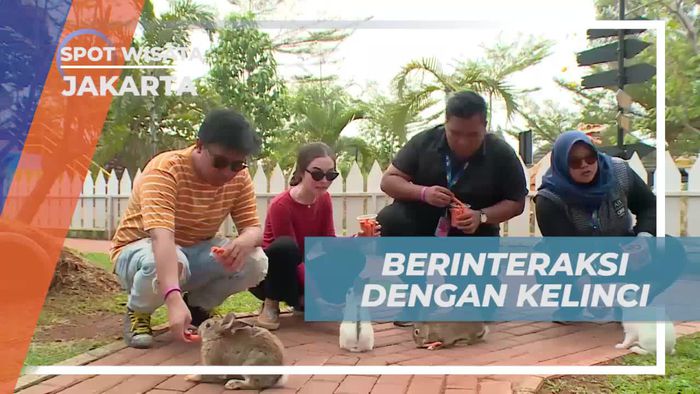 Berinteraksi dengan Kelinci Imut di Taman Legenda Jakarta