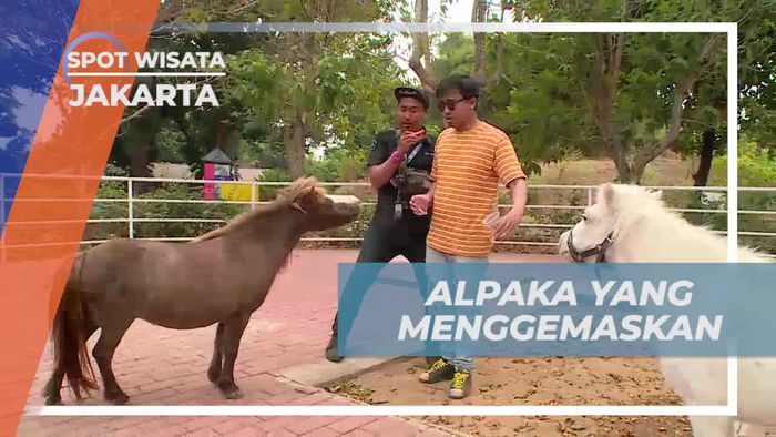Memberi Makan Alpaka dan Kuda Poni yang Menggemaskan di Jakarta