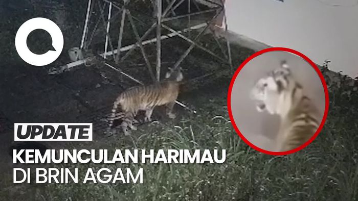 Video Harimau Sumatra Masuk Area Kantor BRIN Agam