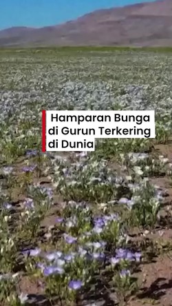 Video: Pemandangan Langka! Ada Hamparan Bunga di Gurun Atacama