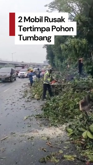 Video: Pohon Tumbang Timpa 2 Mobil di Tol Cikampek Arah Halim