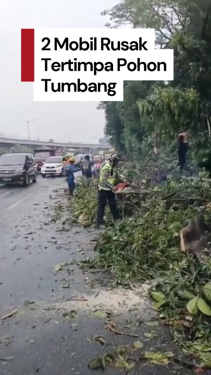 Video: Pohon Tumbang Timpa 2 Mobil di Tol Cikampek Arah Halim