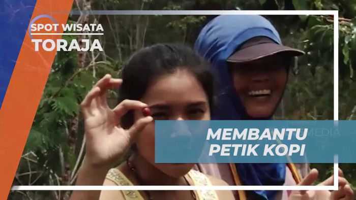 Ikut Memetik Kopi Bersama Ibu-Ibu di Tanah Toraja
