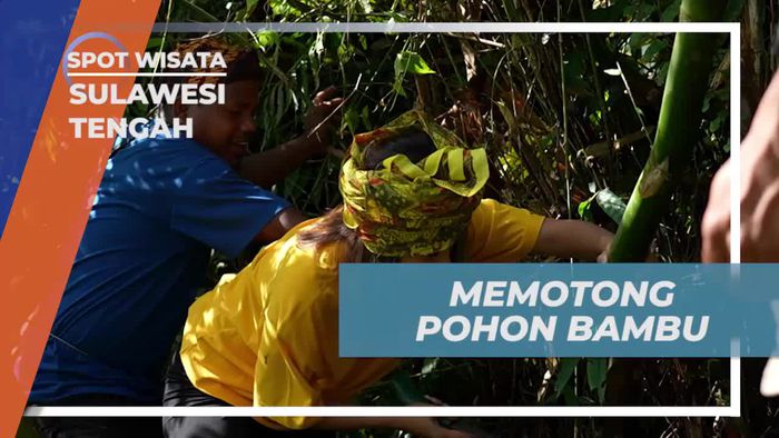 Pelajari Cara Memotong Batang Bambu Bersama Warga Lokal di Sulawesi Tengah