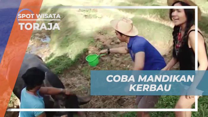 Lihat Aksi Seru Memandikan Kerbau di Tanah Toraja