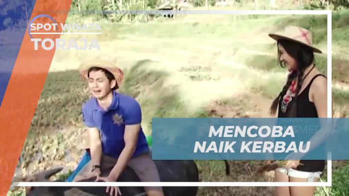 Bergabung dengan Peternak Saat Mencoba Naik Kerbau di Toraja