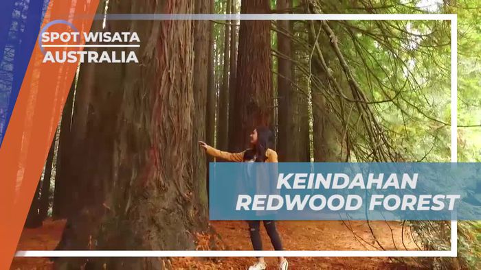 Jelajahi Keindahan Menakjubkan Redwood Forest di Australia