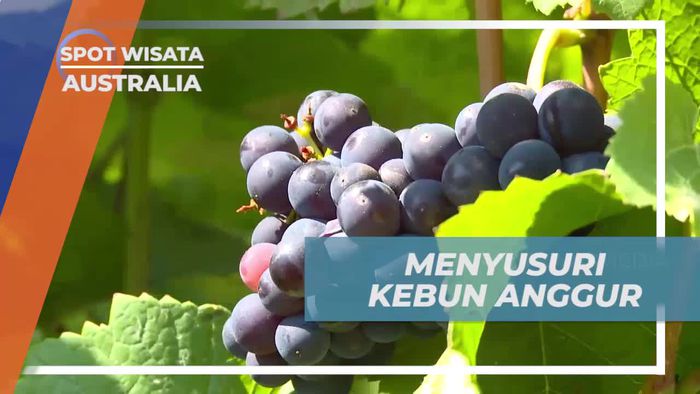 Menyusuri Keindahan Kebun Anggur di Montalto Winery, Australia