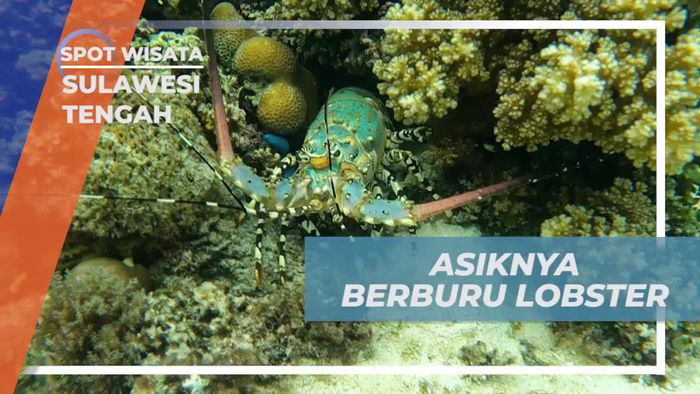 Asyik Berburu Lobster di Laut Pulau Tinalapu, Sulawesi Tengah