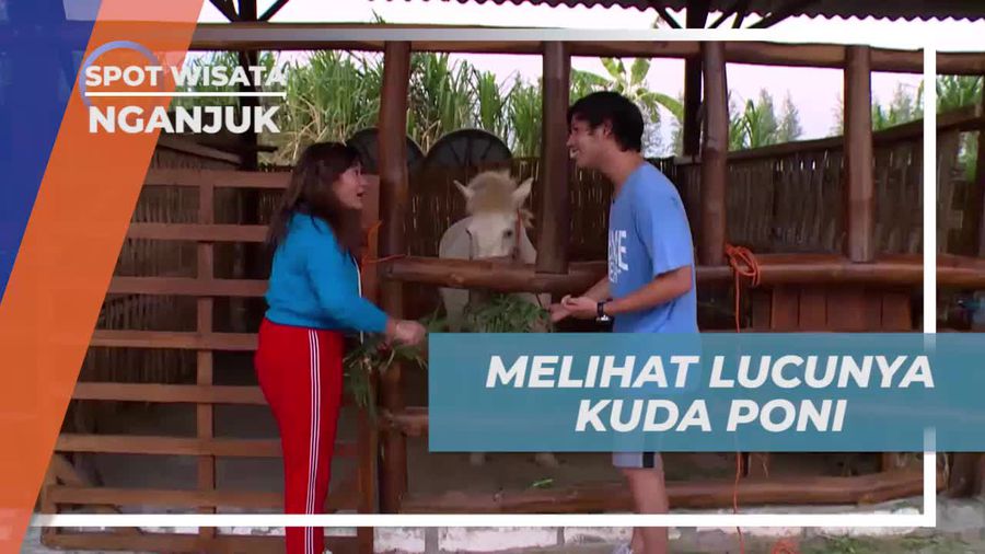 Temui Kuda Poni Lucu di Selo Park, Nganjuk
