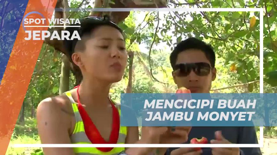 Cicipi Buah Jambu Monyet Lezat di Karimun Jawa Besar, Jepara